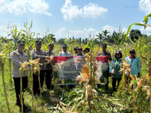 Dukung Swasembada Pangan, Polsek Dusun Tengah Kembali Panen Raya Jagung Kuartal II