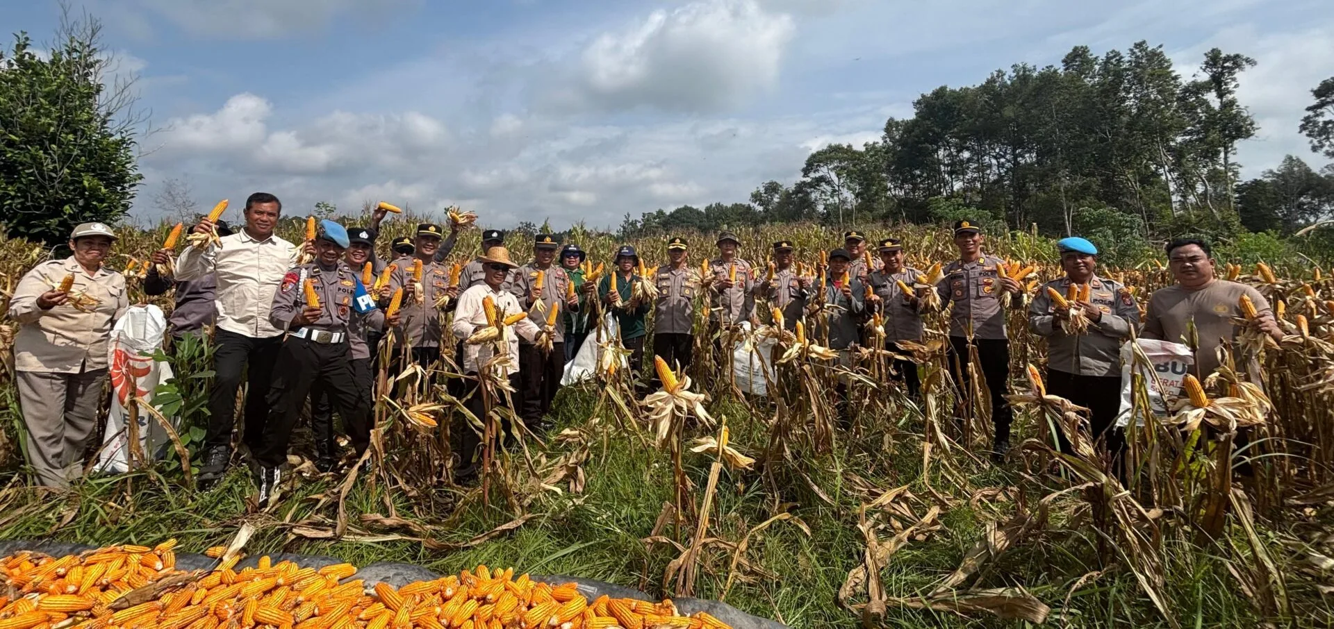 Dukung Ketahanan Pangan, Wakapolres Barsel Pimpin Panen Raya Jagung di Desa Mangaris