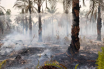50 Hektare Lahan Eks PT MJAP Yang Dikuasai PT. Agrinas Palma Nusantara  di Ketab Terbakar, Petugas Baru Padamkan 5 Hektare