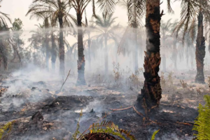 50 Hektare Lahan Eks PT MJAP Yang Dikuasai PT. Agrinas Palma Nusantara  di Ketab Terbakar, Petugas Baru Padamkan 5 Hektare