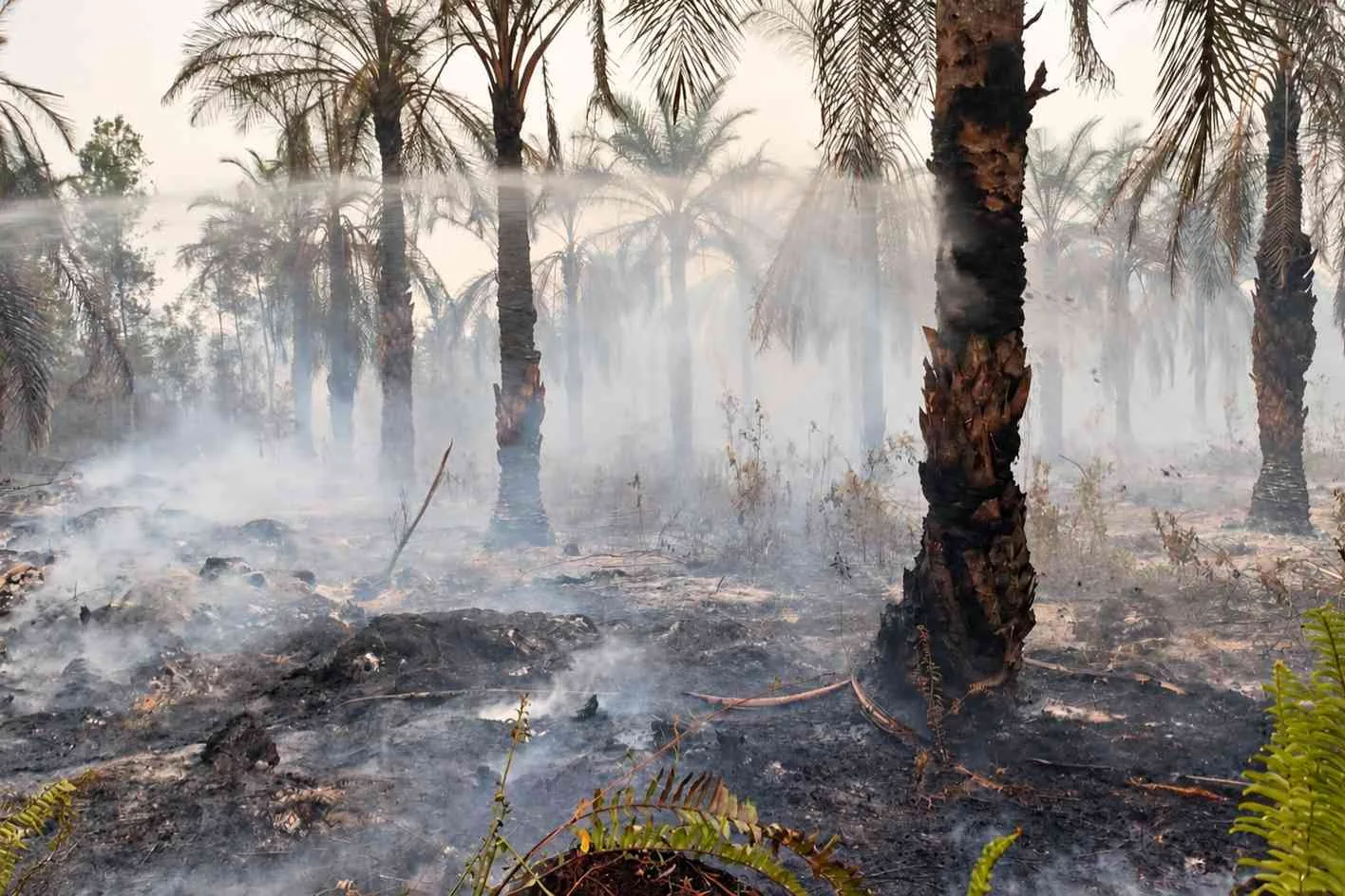 50 Hektare Lahan Eks PT MJAP Yang Dikuasai PT. Agrinas Palma Nusantara  di Ketab Terbakar, Petugas Baru Padamkan 5 Hektare